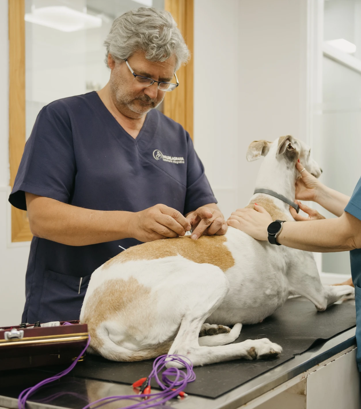 veterinario con especialidad integrativa